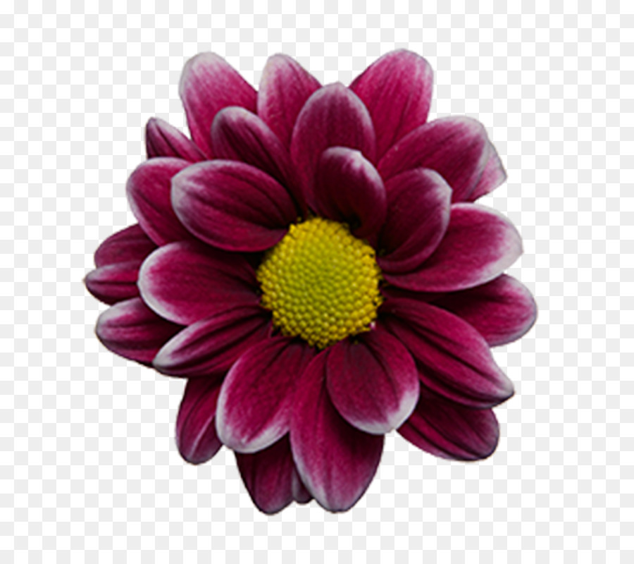 Flor，Vermelho PNG