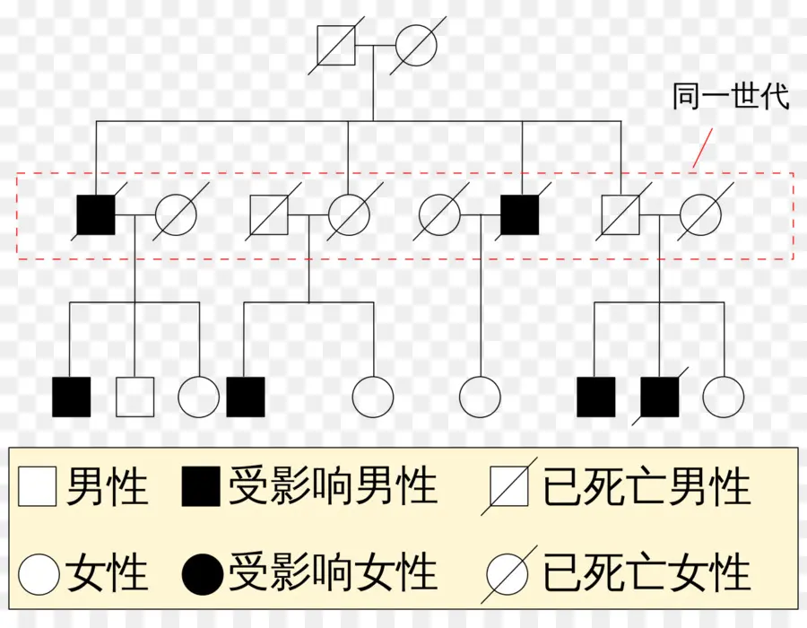 Gráfico De Linhagem，árvore Genealógica PNG