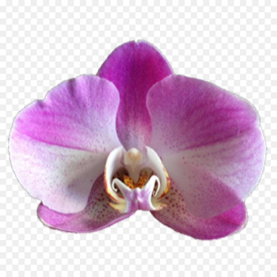 Traça Orquídeas，Flor PNG