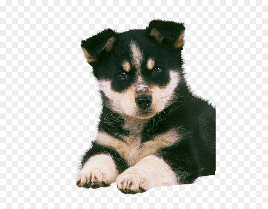 Cachorro Preto，Cachorro PNG