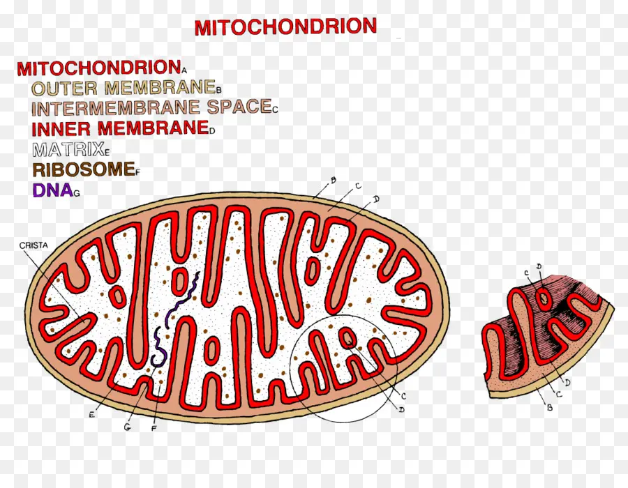 Mitocôndria，Célula PNG