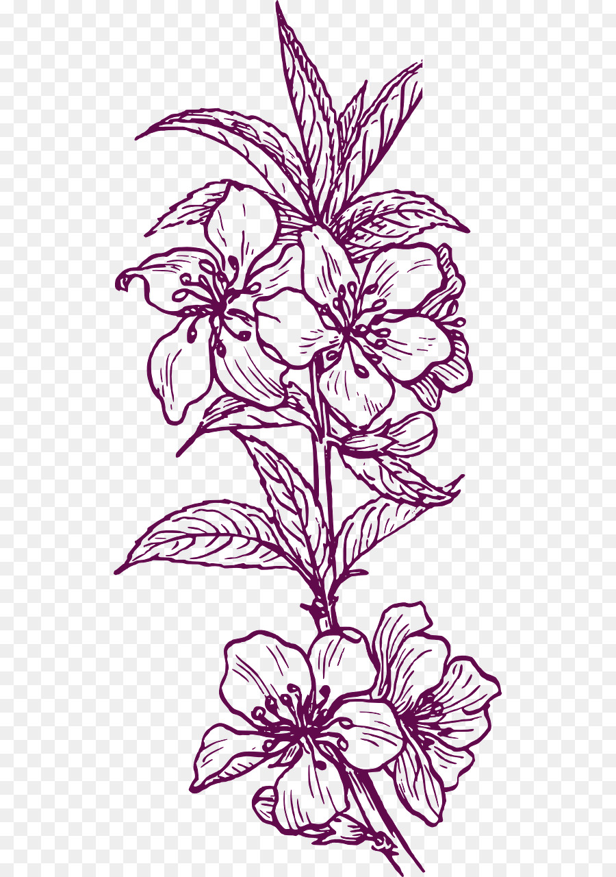 Design Floral，Planta PNG