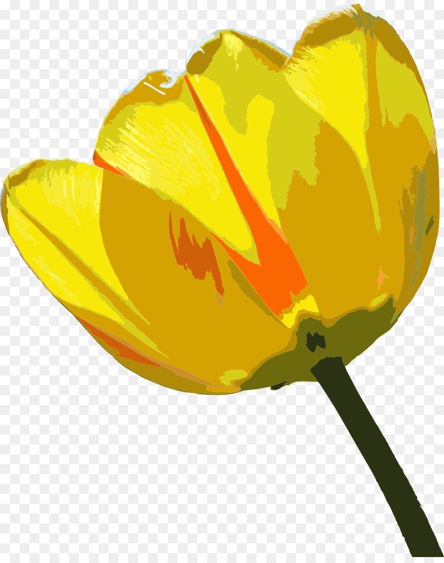 Tulipa，Florescer PNG