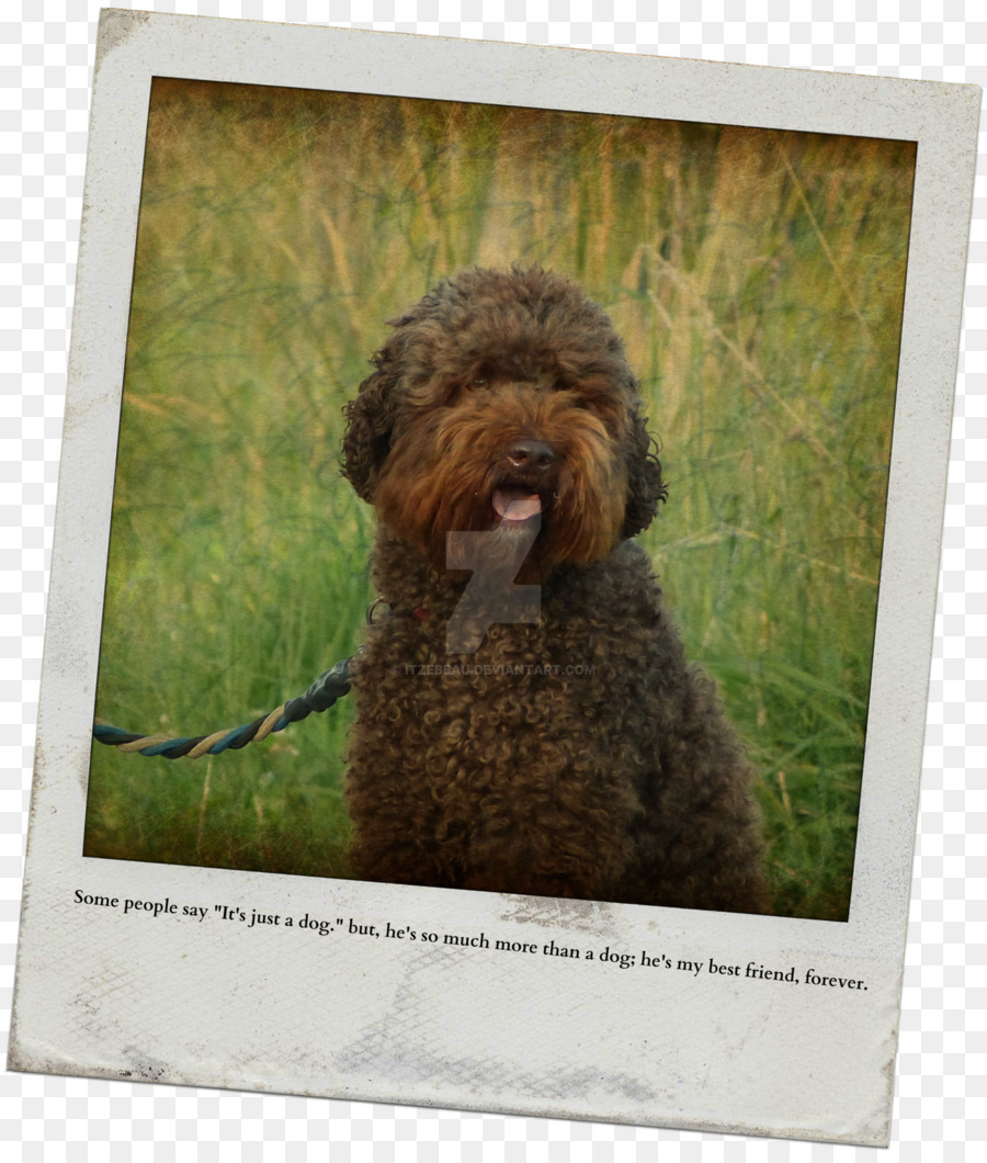 Poodle Miniatura，Lagotto Romagnolo PNG