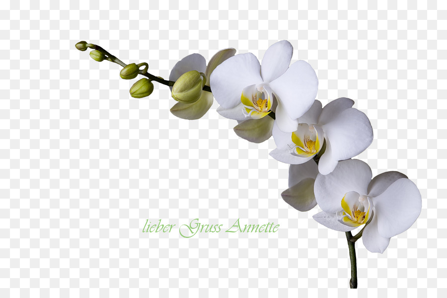 Orquídeas Brancas，Florescer PNG