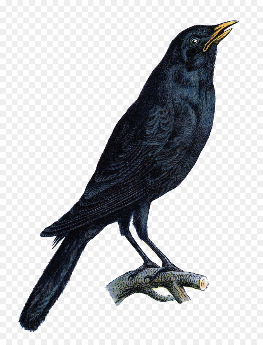 Aves，Corvo PNG