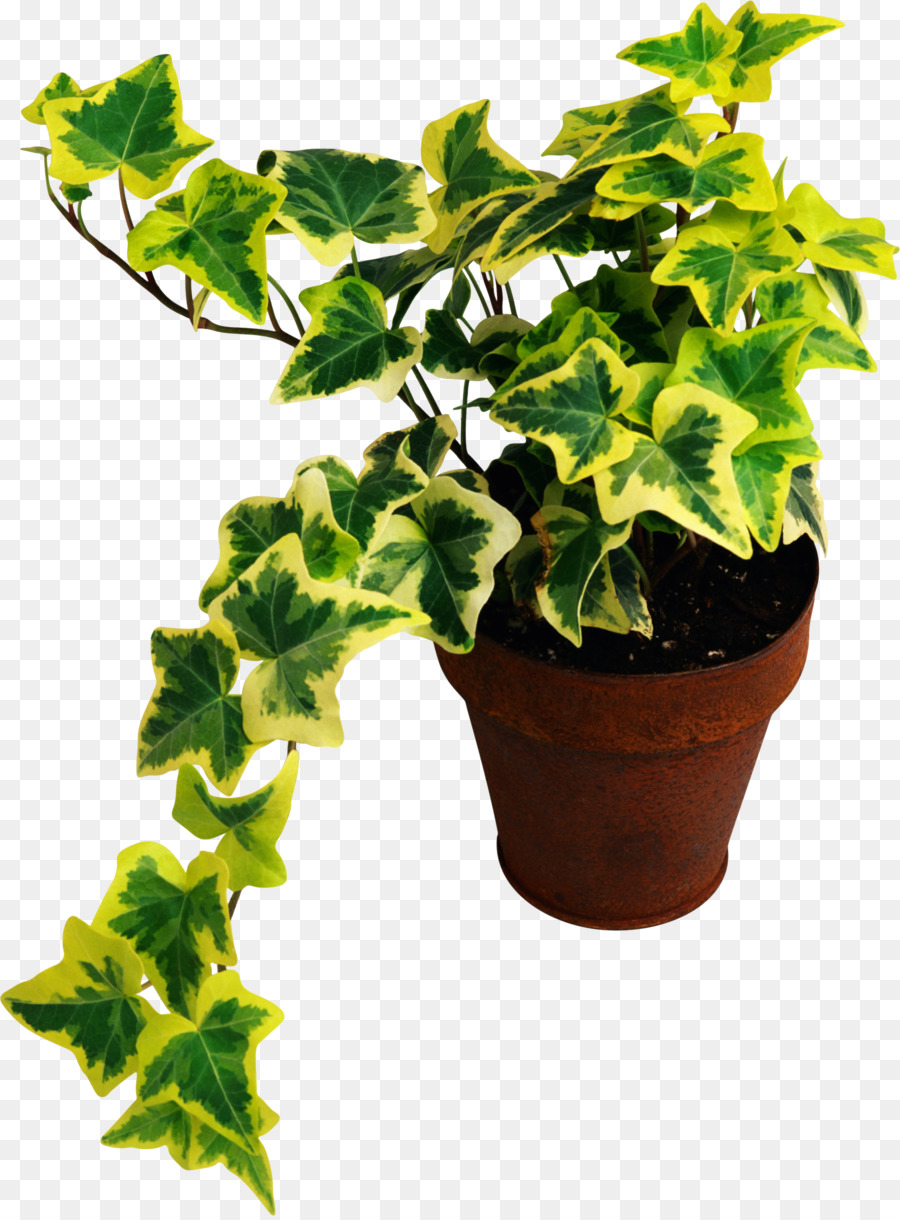 Planta De Casa，Planta PNG