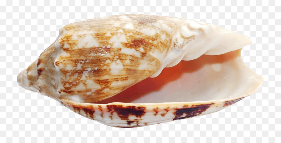 Concha，Oceano PNG