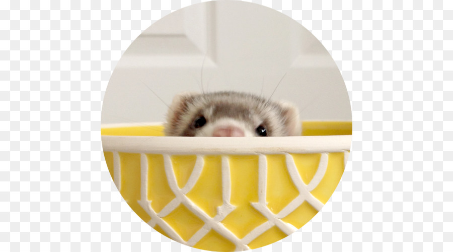 Gerbil，Hamster PNG