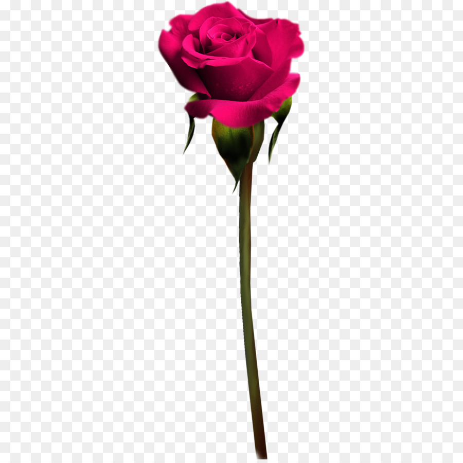 Rosa Rosa，Florescer PNG