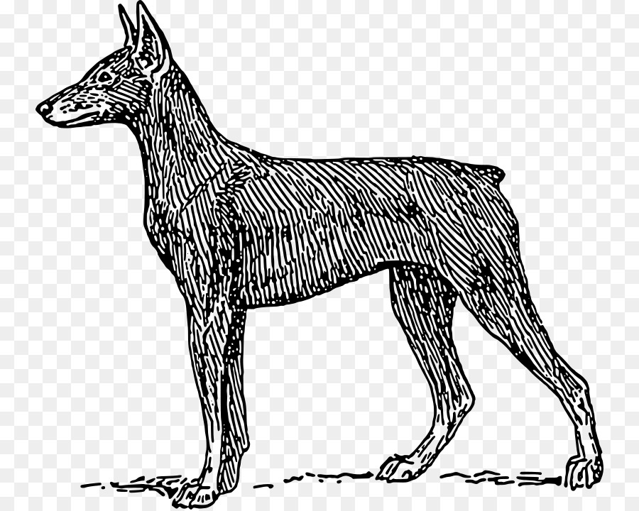 Doberman，Great Dane PNG