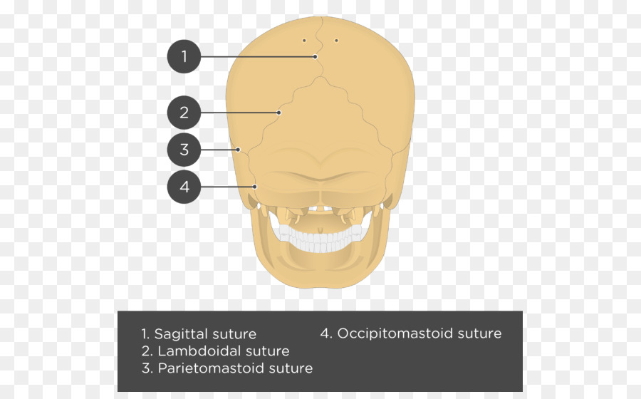 Osso Parietal，Crânio PNG