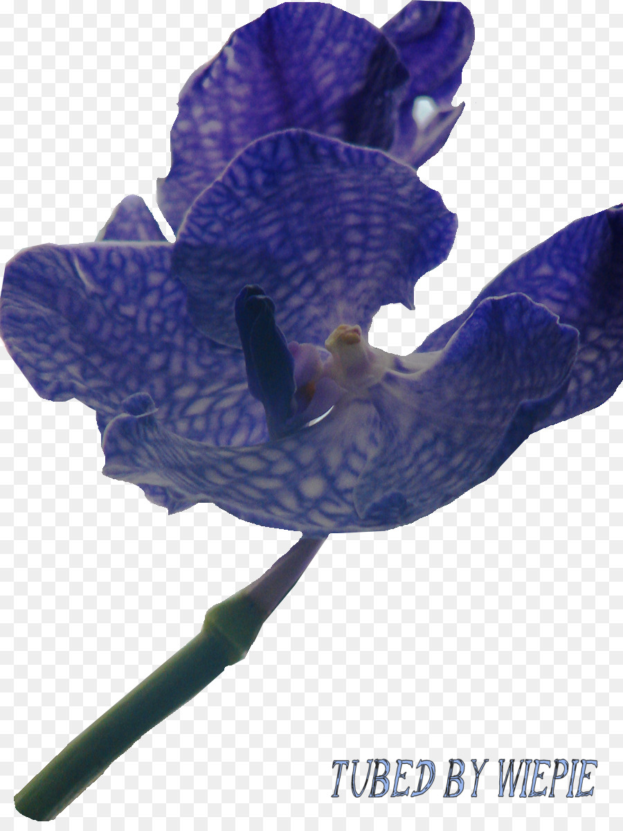 A Floração Da Planta，Planta PNG