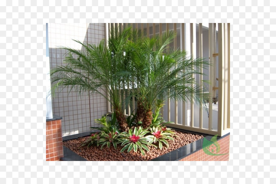 Arecaceae，Jardim PNG