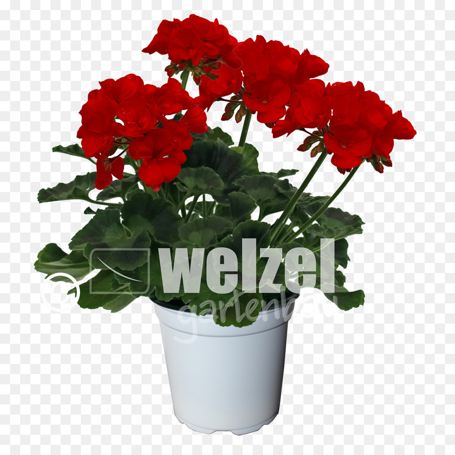 Guindaste Sbill，Flowerpot PNG