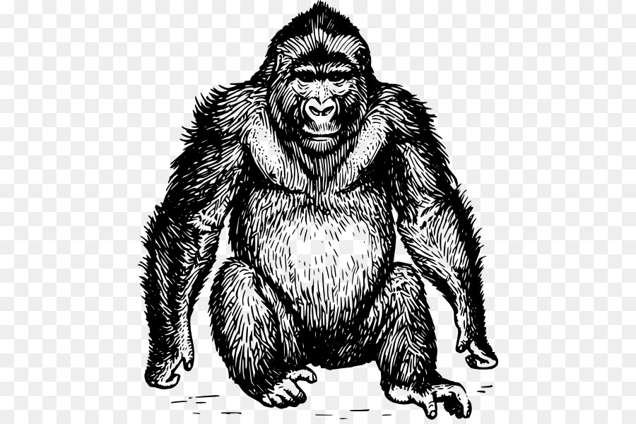 Ape，Gorila PNG