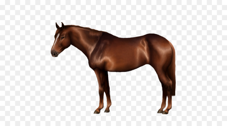 Cavalo，Equino PNG