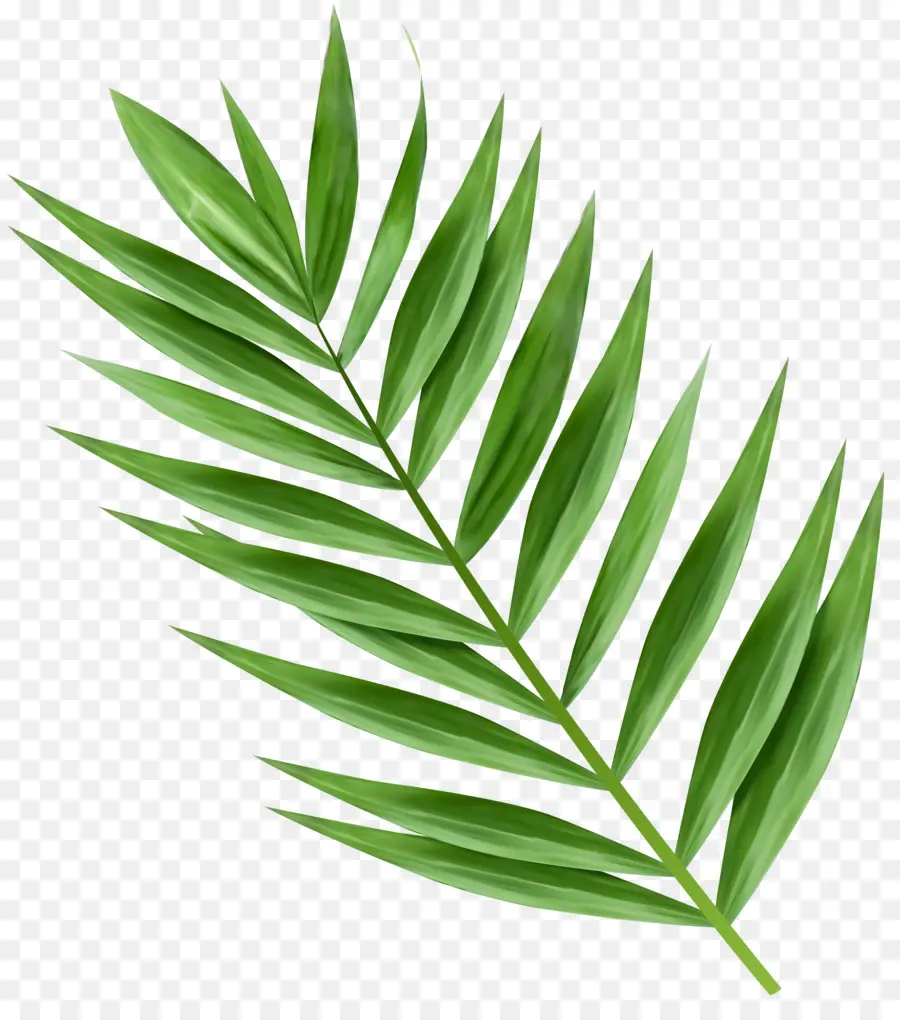 Arecaceae，Ramo De Palma PNG