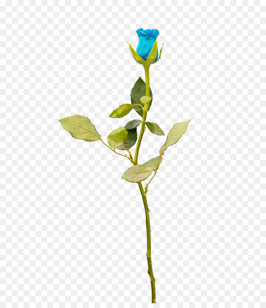 Rosa Azul，Pétalas PNG