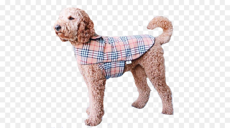 Padrão De Poodle，Poodle Miniatura PNG