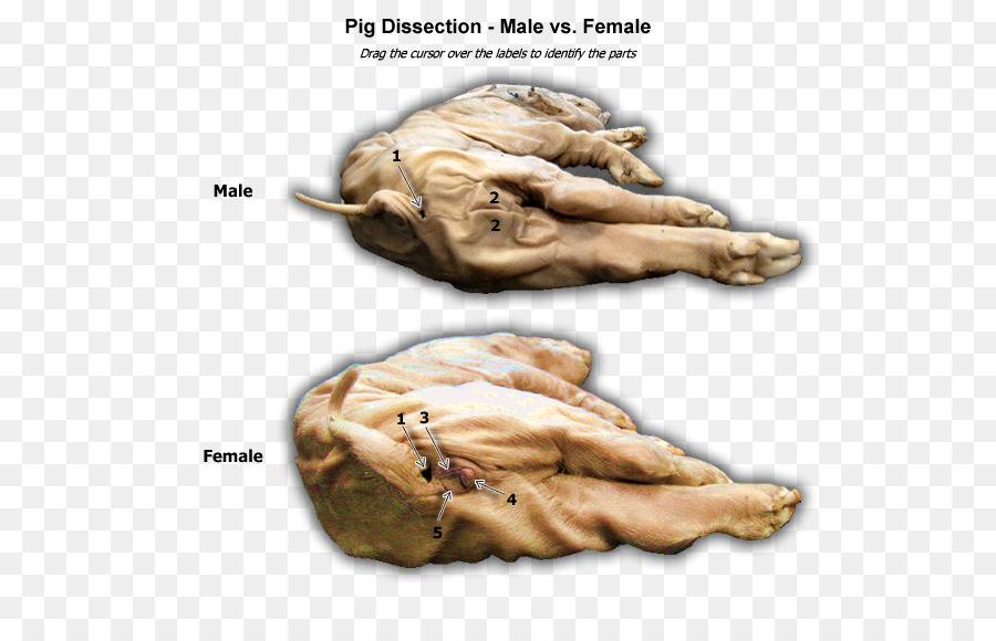 Dissecação De Porco，Biologia PNG