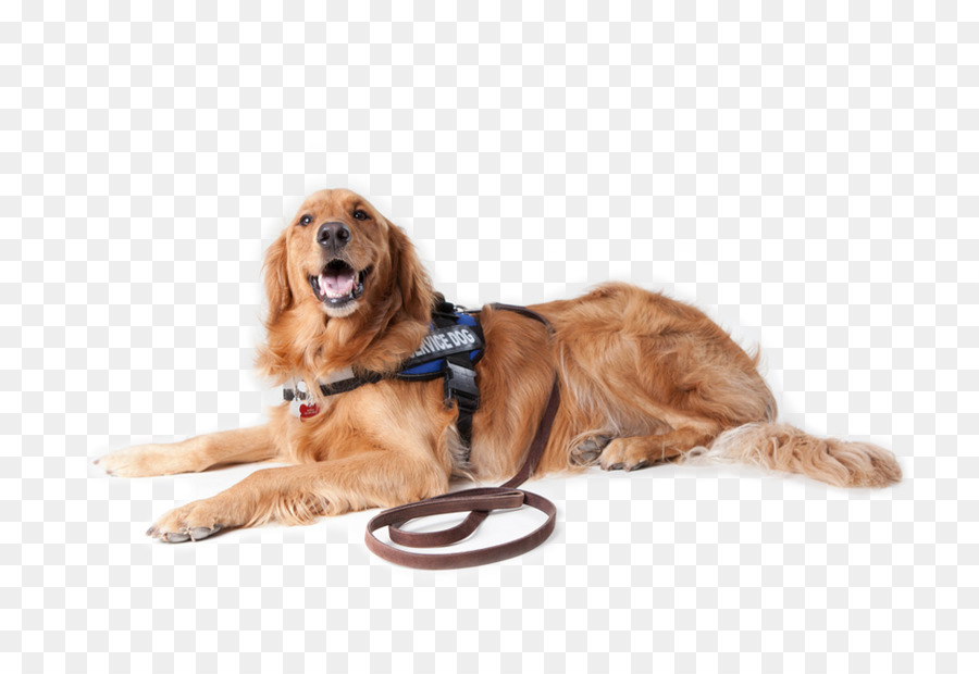 Golden Retriever，Cachorro PNG