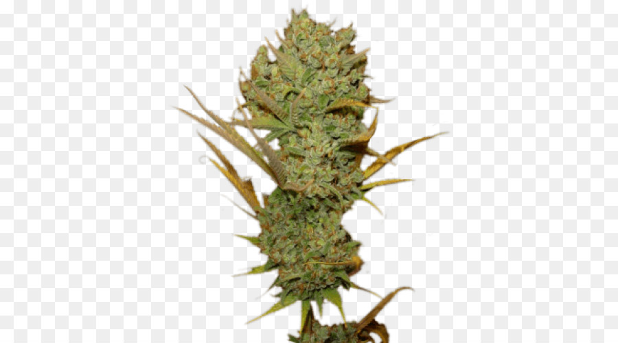 Planta De Cannabis，Maconha PNG