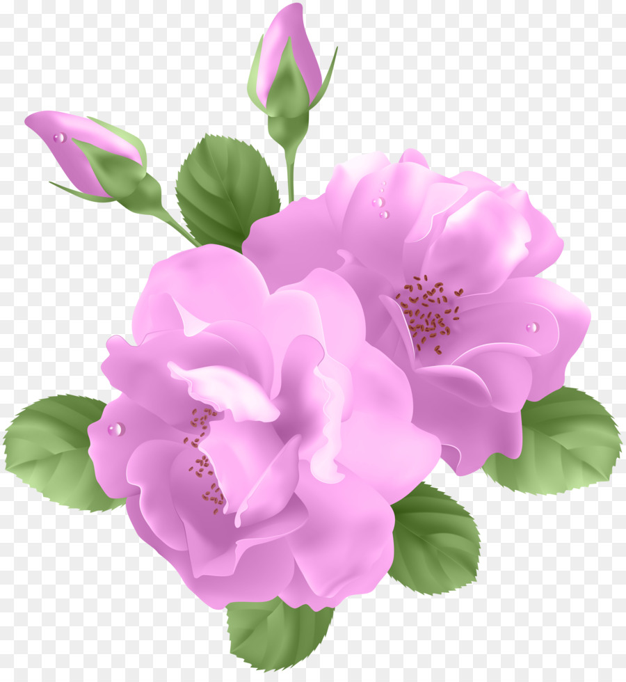 Rosa Roxa，Florescer PNG