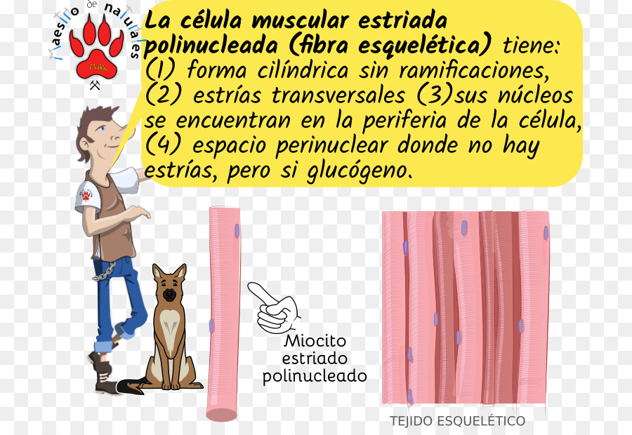 Myocyte，O Tecido Do Músculo Estriado PNG