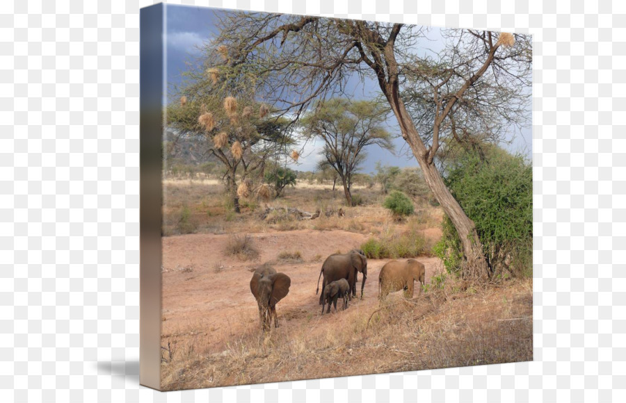 Elefante Africano，Barbilhões PNG