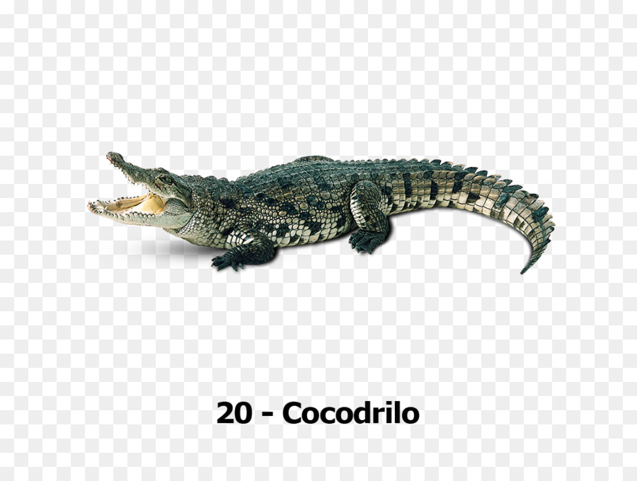 Crocodilo，Réptil PNG