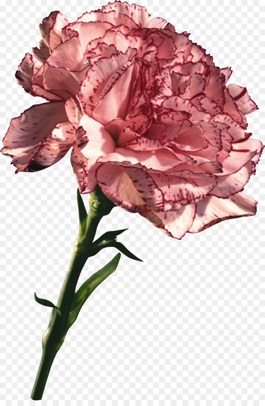 Flor，Rosa PNG