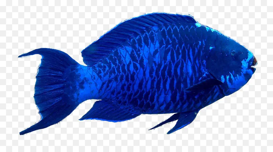 Peixe，Papagaio PNG