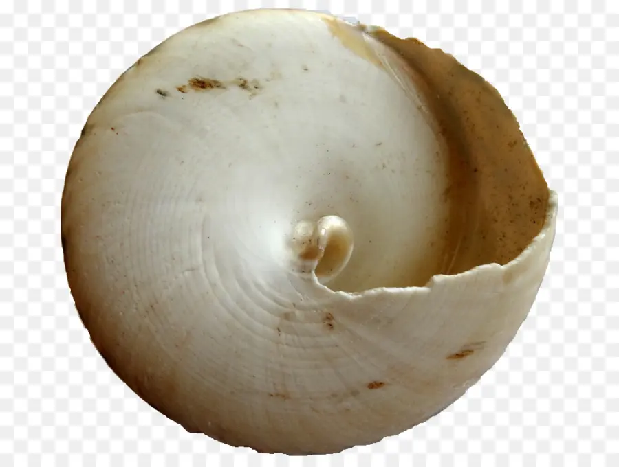Seashell，Amêijoas E Ostras Mexilhões E Vieiras PNG