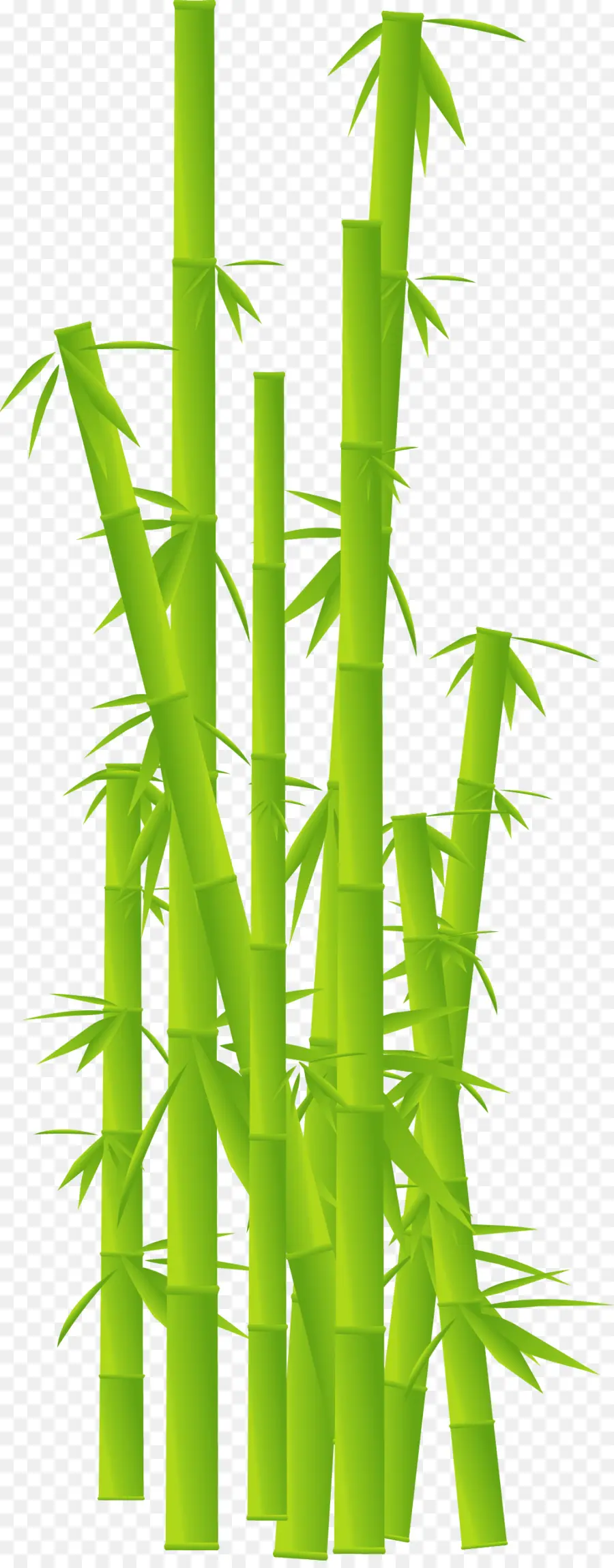 Bambu Verde，Folhas PNG