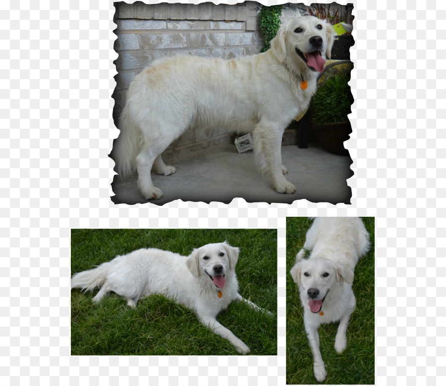 Cachorro Branco，Bicho De Estimação PNG