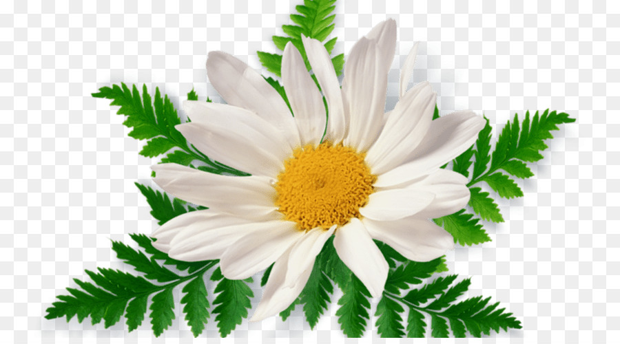 Flor Margarida，Branco PNG