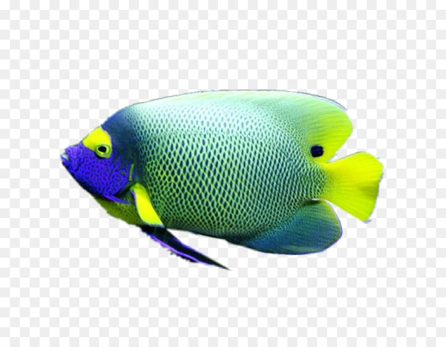 Peixe，Biologia Marinha PNG