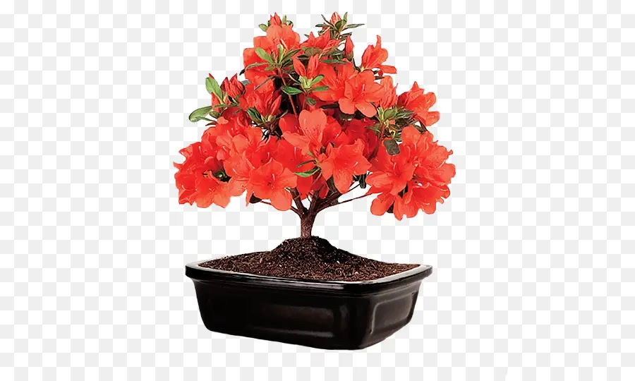 Azalea，Rhododendron PNG