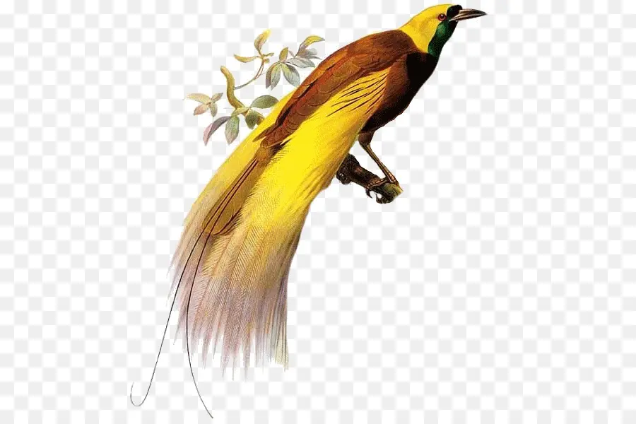 Aves，Birdofparadise PNG