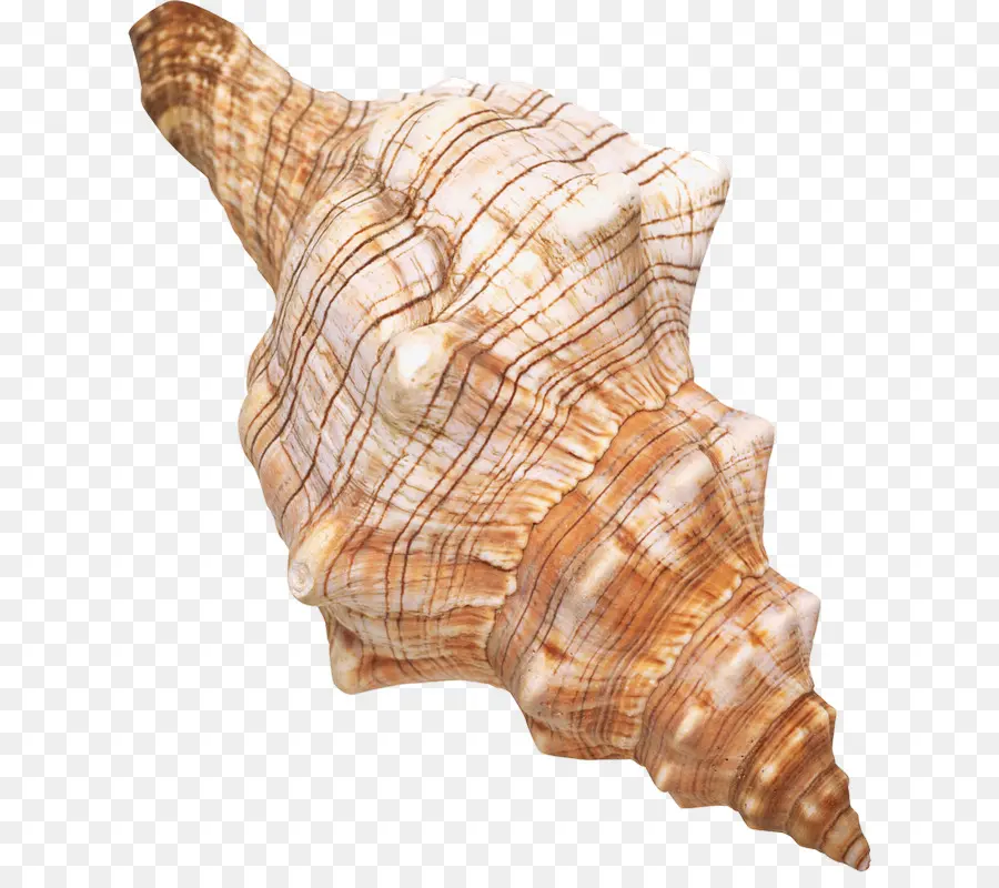 Concha，Oceano PNG