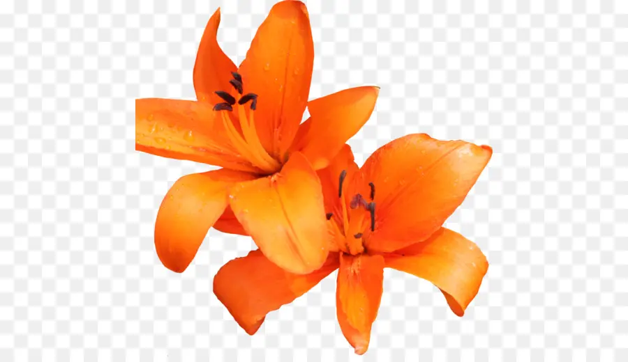 Lírio Laranja，Tiger Lily PNG