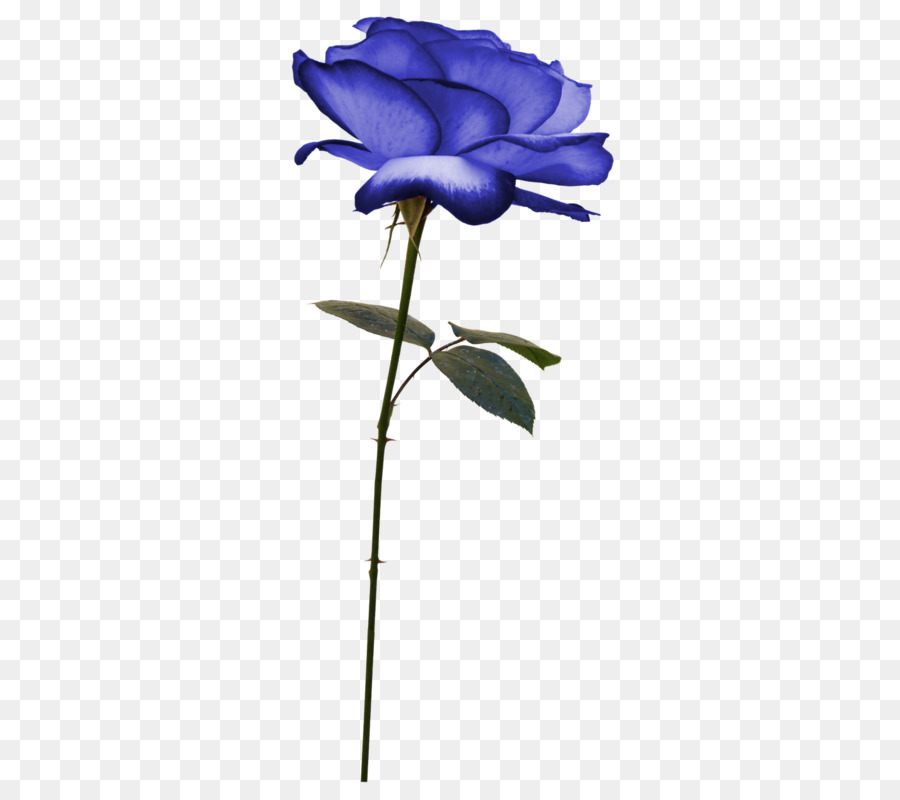 Rosa Branca，Tronco PNG