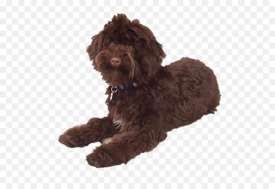 Poodle Miniatura，Schnoodle PNG