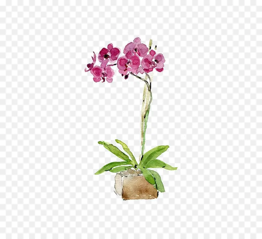 Traça Orquídeas，Aquarela Flores PNG