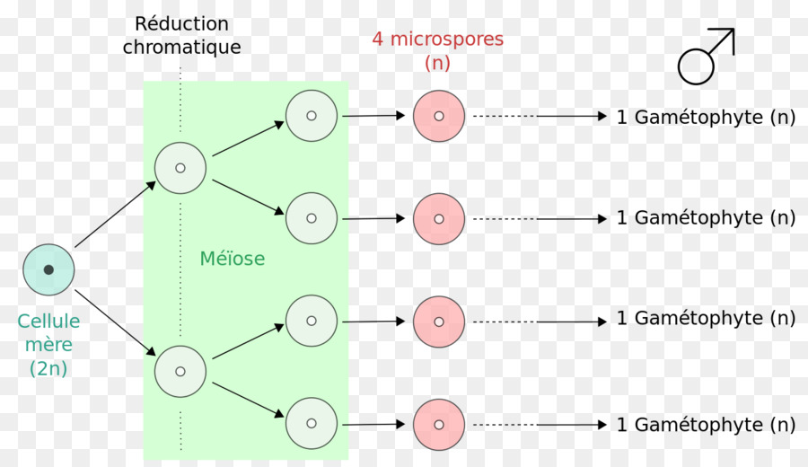 Microspore，Pólen PNG