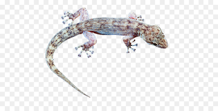 Gila Monster，Gecko PNG