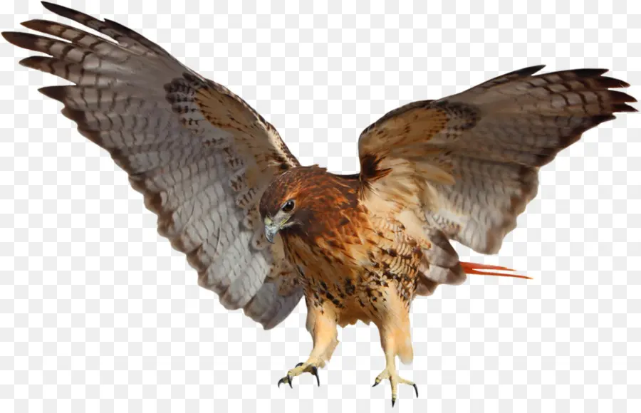 Redtailed Falcão，Aves PNG