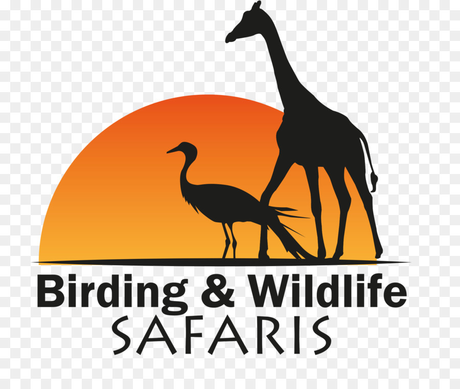 Observação De Pássaros E Vida Selvagem Safaris，Aves PNG