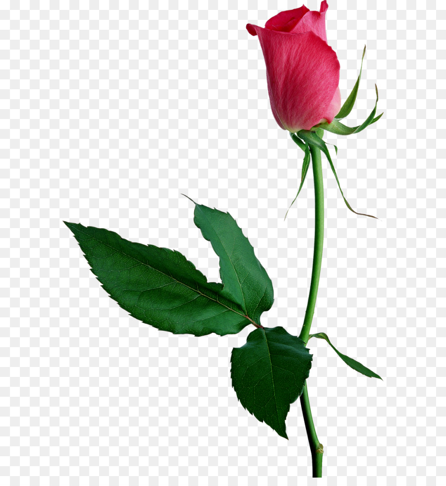 Rosa Rosa，Florescer PNG